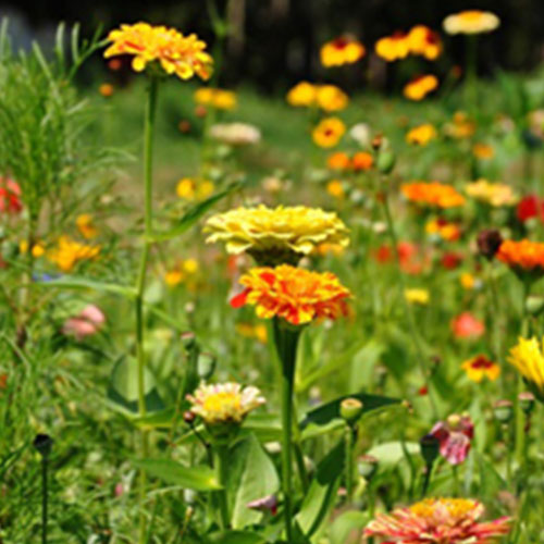 北京芳草園藝